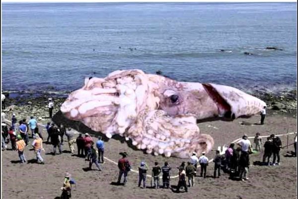 Kraken url